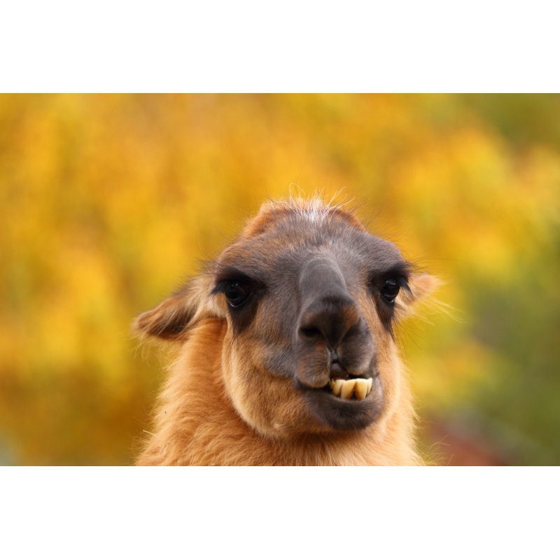 Llama - Wrapped Canvas Print, 81cm H x 122cm W x 3.8cm D