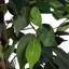 180cm Faux Banyan Tree in Freestanding