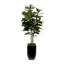 6'H Fiddle Leaf Tree, Real Wood Trunks in Black Tin Pot