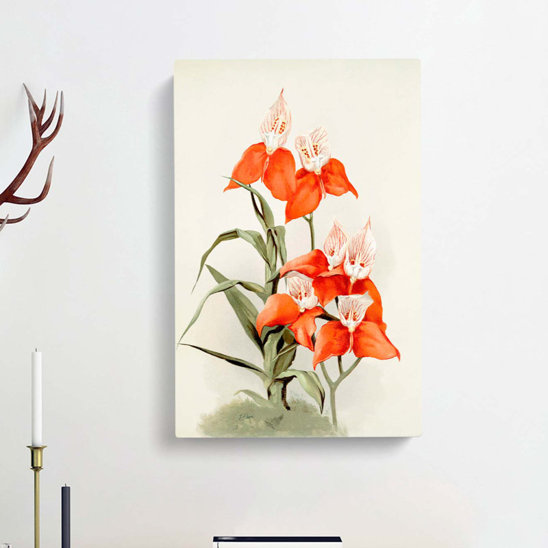 Magnolia Flowers Illustration Tab. 15 by Frederick Sander - Wrapped Canvas Print, 76cm H x 50cm W x 3cm D