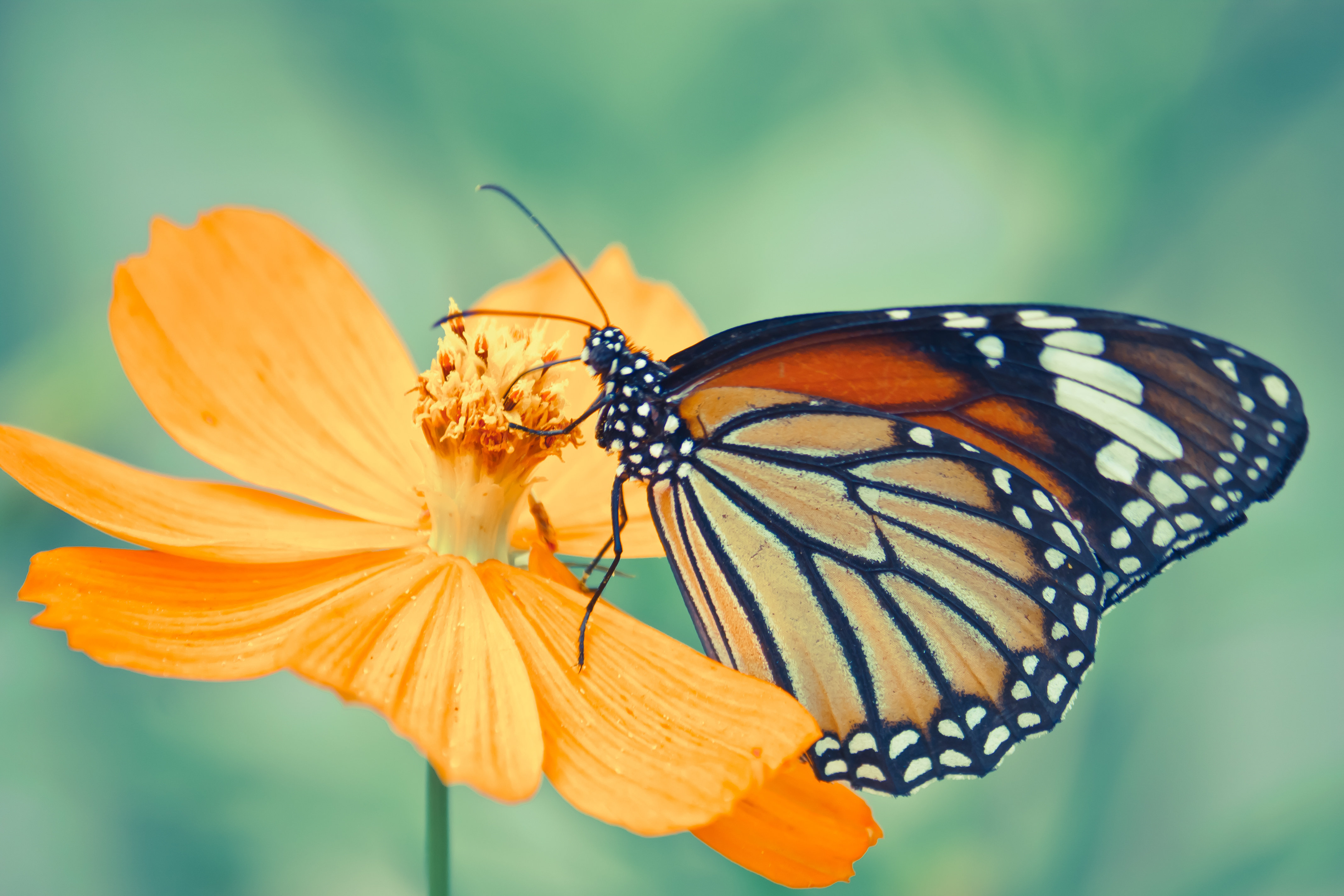 Monarch Butterfly on Flower Photo Photograph Butterfly Poster