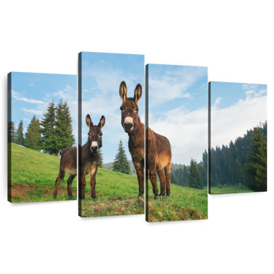 Brampt Wild Transylvanian Donkeys