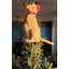 Lab Angel Tree Topper
