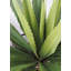 Fausse agave botanique au fini vert-1972928994