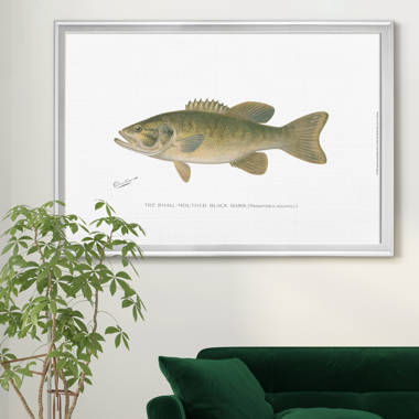 Millwood Pines Large Mouthed Black Bass Framed On Canvas Print
