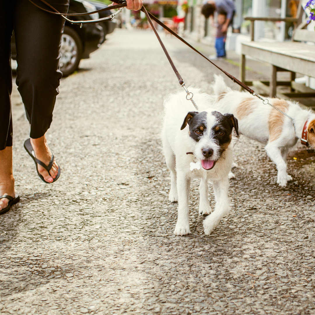 Hunde auf einem Spaziergang von RyanJLane - Kunstdrucke auf Leinwand ohne Rahmen