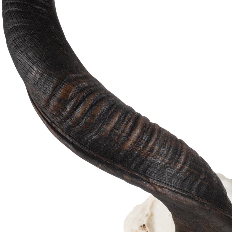 Mounted Kudu Skull, 36" H x 21" W x 10" D