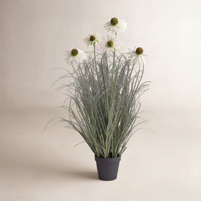 Adcock Onion Grass in Pot