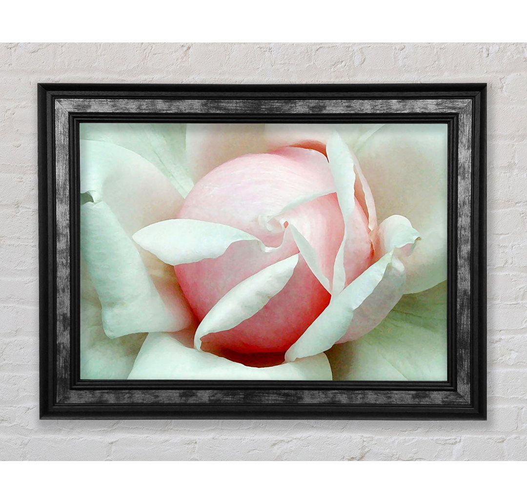 Soft Pink Rose Bud - Einzelner Bilderrahmen Kunstdrucke