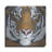 " Tiger Gaze " by Britt Hallowell-1277844652