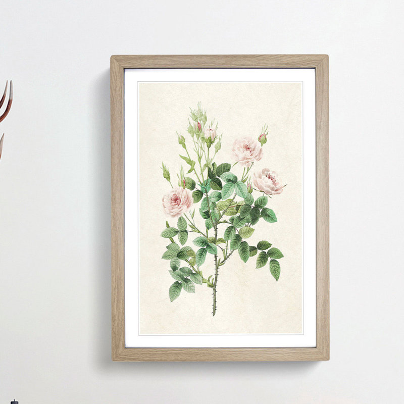 Pompon Roses by Pierre-Joseph Redoute - Picture Frame Painting Print, Oak Framed, 36cm H x 27cm W x 2cm D