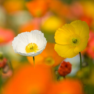 " Colourful Poppy Flowers " by Hxdbzxy