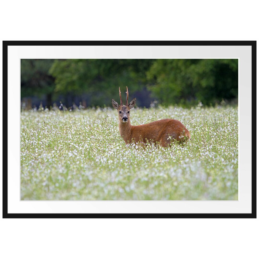 Gerahmter Fotodruck Junger Hirsch auf einer Wiese