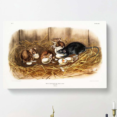 Black Rat by J.W. Audubon - Wrapped Canvas