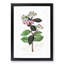 Milkweed Flowers - Picture Frame Painting Print-55601844-55601848