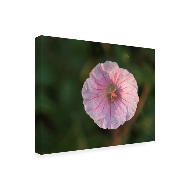 «Geranium Sanguineum» par Suzanne Bonin - photographie sur toile tendue, H 14 po x l 19 po x P 2 po