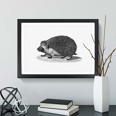 Hedgehog Illustration - Framed Print