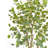 TREE EUCALYPTUS GROWER 7FT