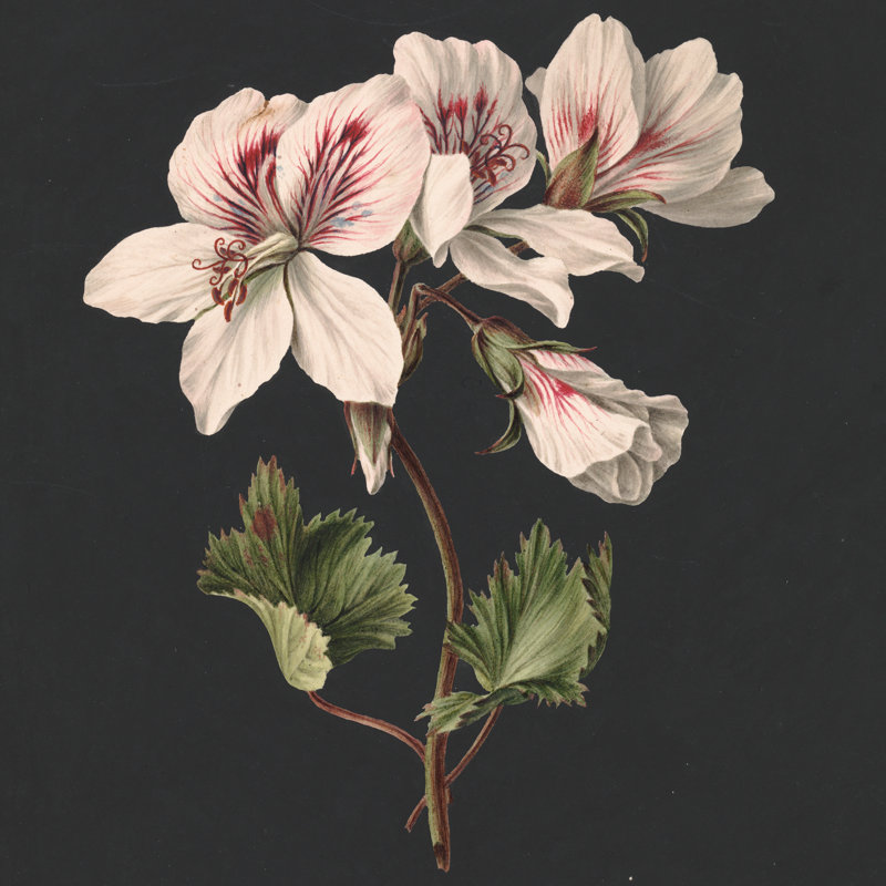 Flower Study I Print by M. De Gijselaar