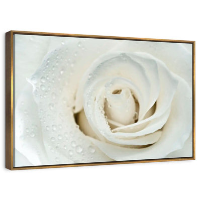 White Rose Close Up