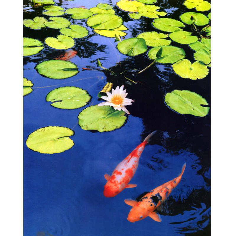 Koi Pond II, 18" H x 14" W