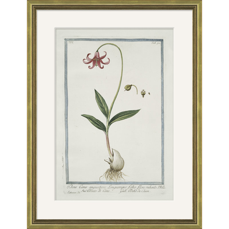Hortus Romanus 1772-1793 15 Giclee Print