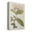 Antique Botanical Collection VI - reproduction-2069093314