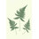 «Forest Shadows IV Green on Cream Crop» par Moira Hershey - peinture sur toile tendue