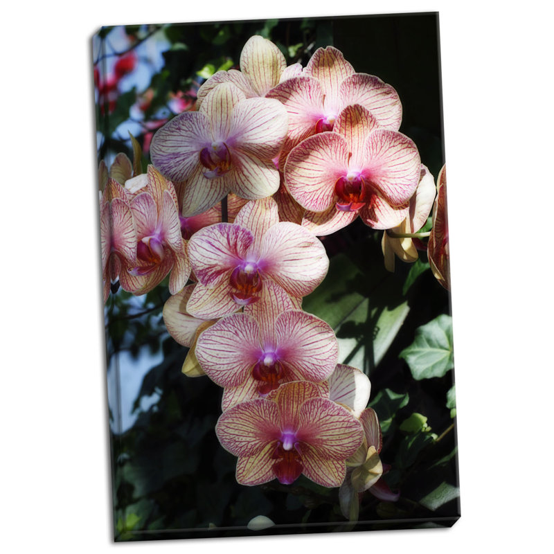 « mites orchidées vi », reproduction de photo sur toile tendue