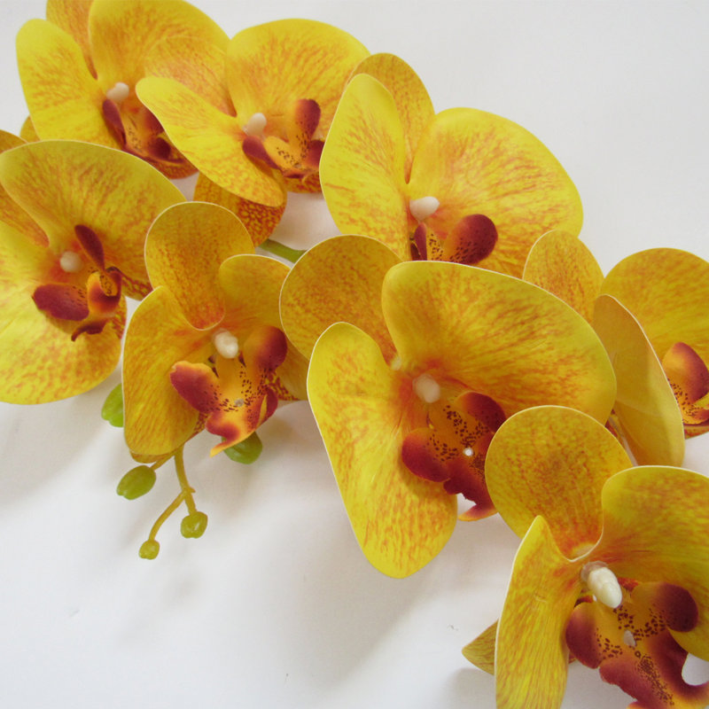 Tige d'orchidées phalaenopsis, Jaune