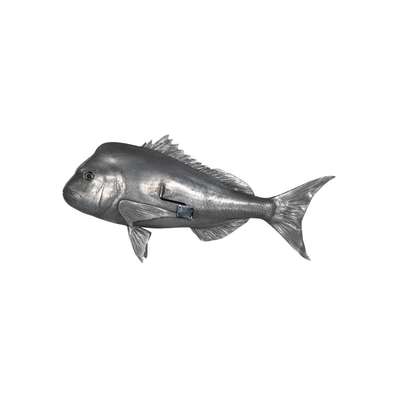 Australian Snapper Fish Wall Décor