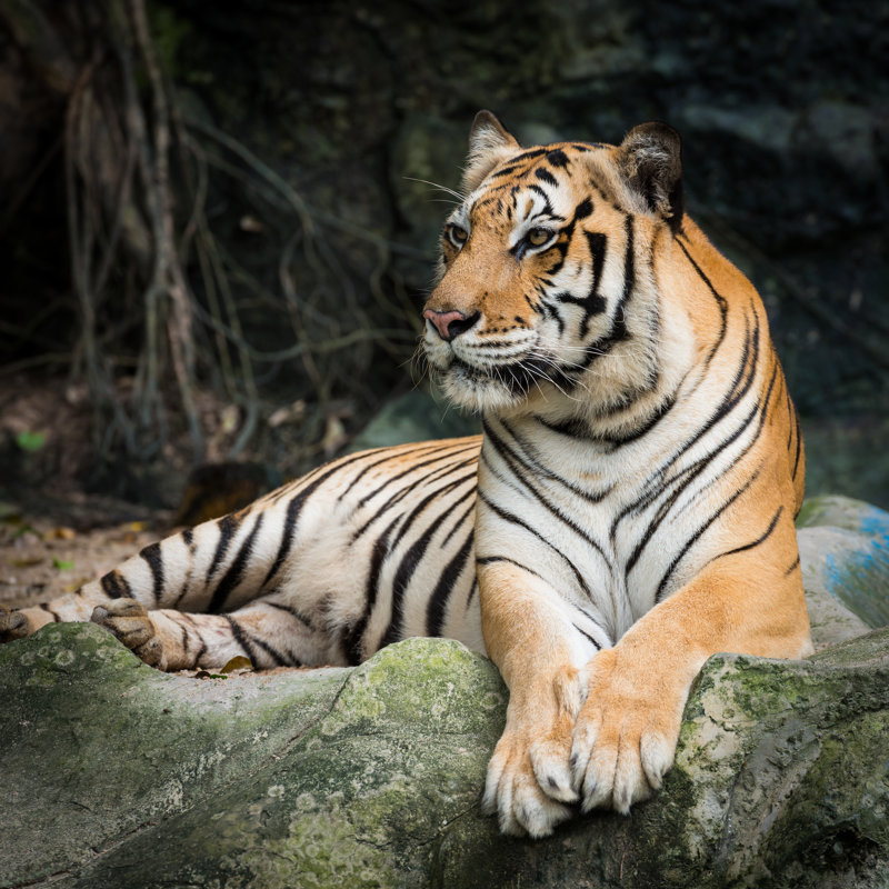 Bengal Tiger - Wrapped Canvas Print, 30cm H x 30cm W x 3.8cm D