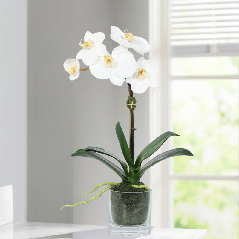 Orchid Arrangement In Glass Vase, White