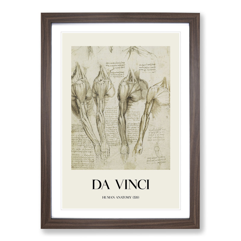 Human Anatomy Vol.8 by Leonardo Da Vinci - Picture Frame Drawing, Walnut Framed, 65cm H x 48cm W x 2cm D