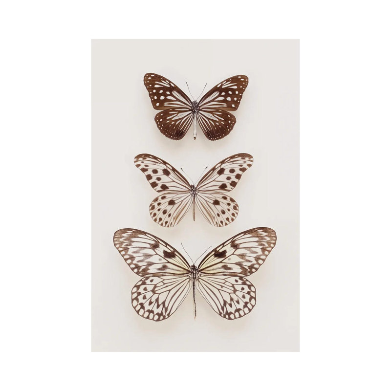 Three Butterflies by Alyson Fennell - Wrapped Canvas Print, 152.5 cm H x 101.5 cm W