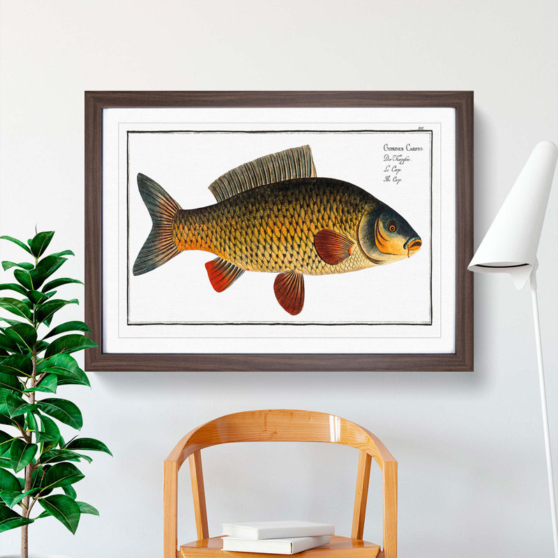 Carp Fish by M.E. Bloch - Picture Frame Graphic Art Print, Walnut Framed, 62cm H x 87cm W x 2cm D