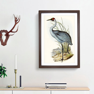 Australian Crane by Elizabeth Gould - Single Picture Frame Painting