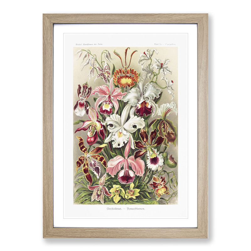 Orchids by Ernst Haeckel - Framed Print, Oak Framed, 65cm H x 48cm W x 2cm D