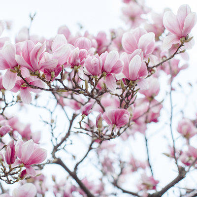 «Sweet Pink» par Claudia Casal - imprimé