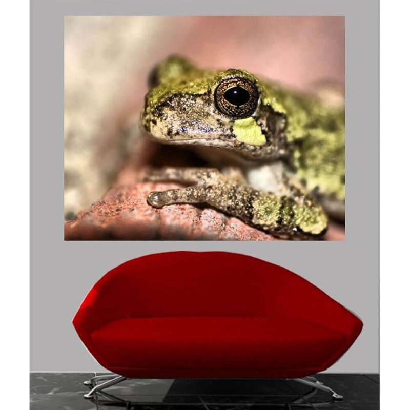 Adhésif décoratif grenouille Batie, H 19 po x l 24 po