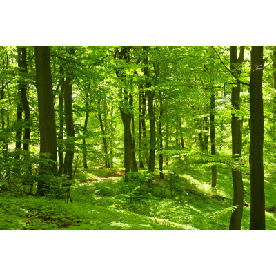 Green Forest - Wrapped Canvas Print