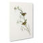 Field Reed Lark by Elizabeth Gould - Wrapped Canvas-55370331