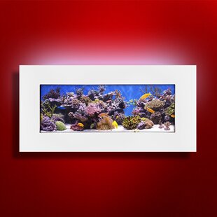 Beautiful Bonsai style minimalist reef aquarium  Saltwater fish tanks,  Reef aquarium, Aquarium fish tank