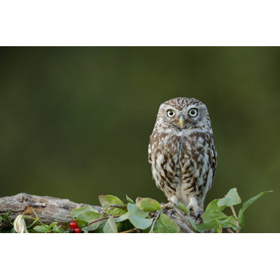 The Little Owl - Wrapped Canvas Print