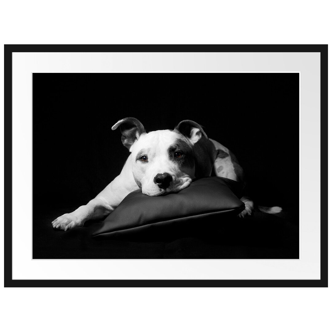 Gerahmtes Poster American Staffordshire auf Kissen