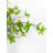 Artificial Greenery Willow Bell Branch in Vase