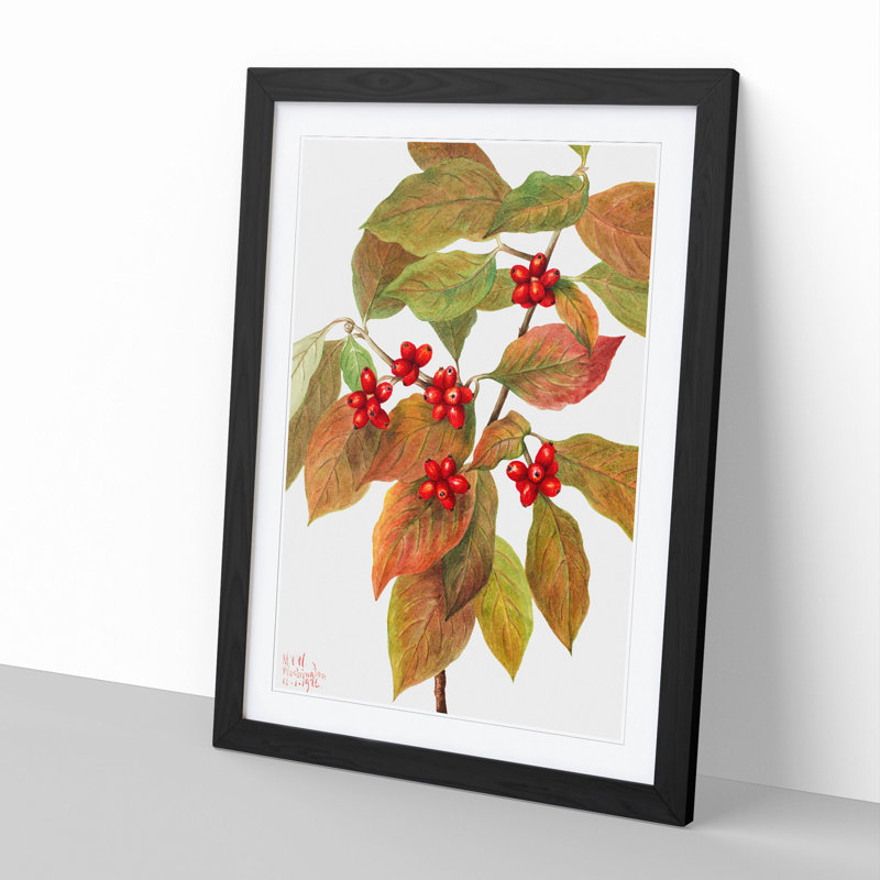 Flowering Dogwood by Mary Vaux Walcott - Framed Print, Black Framed, 48cm H x 36cm W x 2cm D