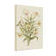 Plantes et fleurs de lys blancs avec feuilles et tiges vertes-635509950