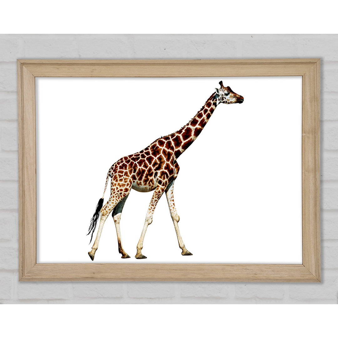 Giraffe Walk - Druck