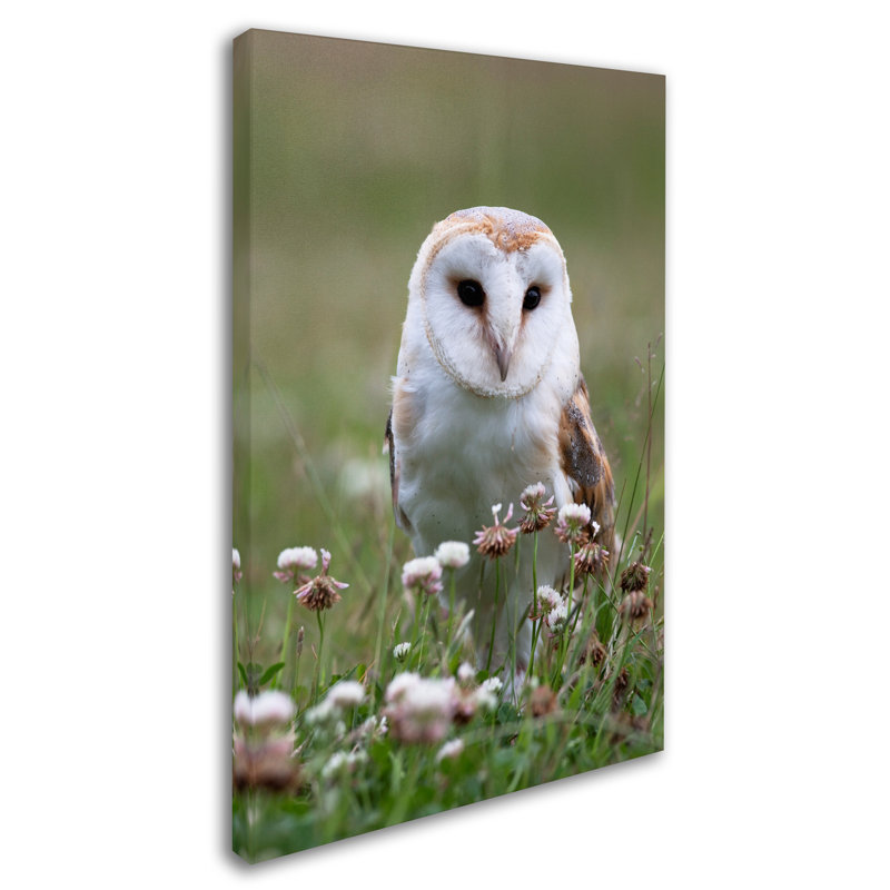 Ann «Owls», reproduction de photo sur toile tendue, H 32 po x l 22 po